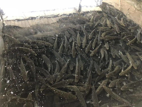 寒潮来袭 种养殖户的暖心守护——水产、农作物及黄蜂虫的过冬指南
