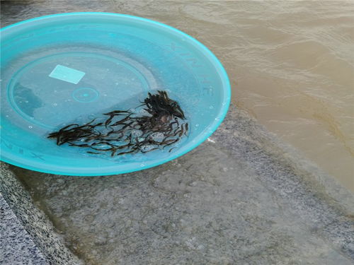 河源塘角鱼苗养殖哪家好？活泼水产助您高效养殖
