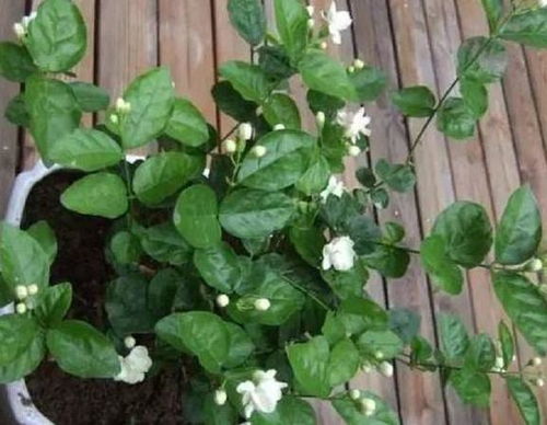 养殖花中精品茉莉花，如何让它花开满枝头？请谨记4个小技巧
