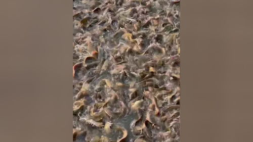 皇妃鱼百万密群 高密度养殖的振食瞬影与技术解秘