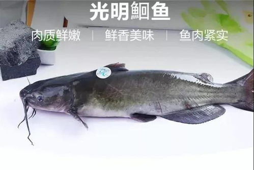 专访 华东地区最大8万亩标准化水产养殖基地探秘——黄蜂虫的生态养殖密码