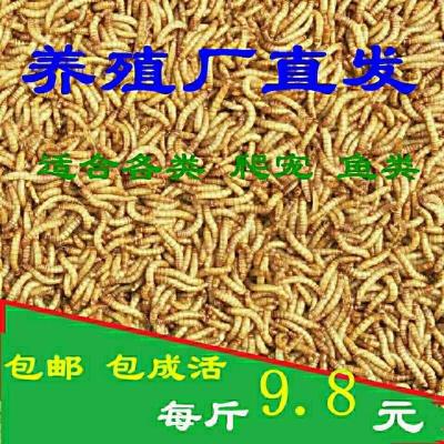 黄粉虫养殖 从基础到精通的实用指南