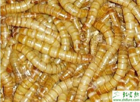 黄粉虫养殖的利润与发展前景分析